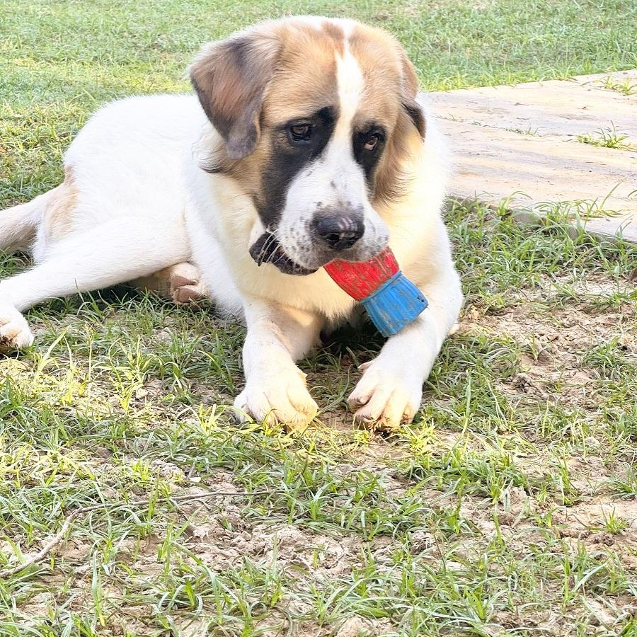 Enlarge TEXAS, HOUSTON; "POLLY", a Adopted mixed breed in Houston, TX image 4/6