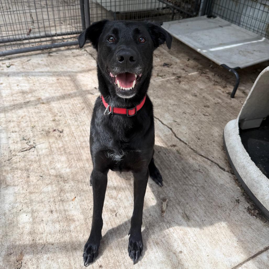 Atlas, a Adoptable mixed breed in Hanna City, IL image 2/2