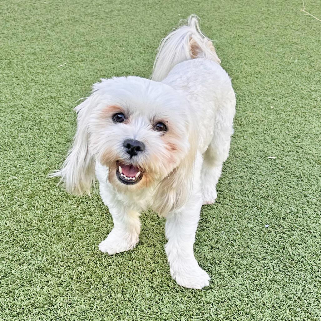 Yogi, Adoptable, Adult Male Mixed Breed.