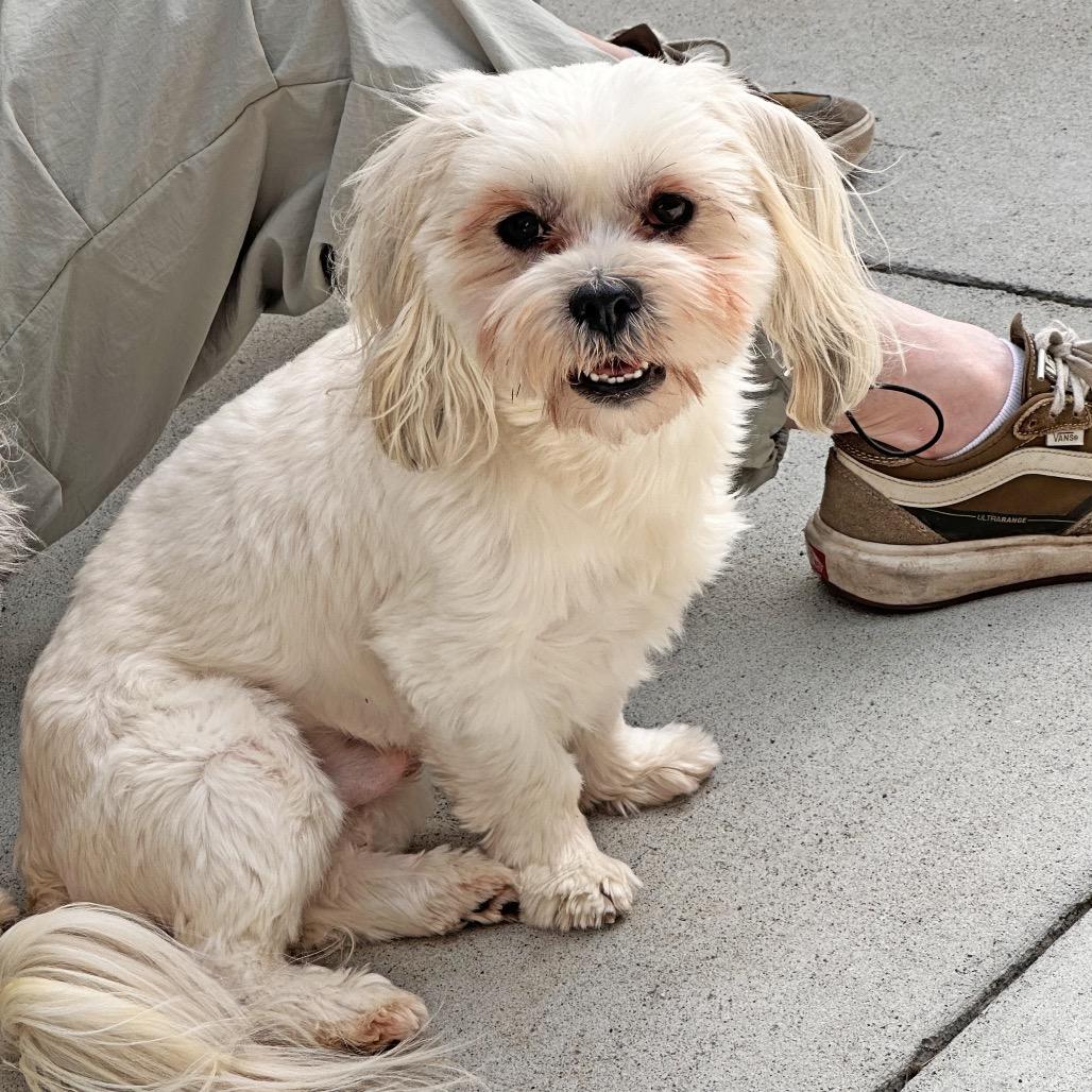 Enlarge Yogi, a Adoptable Mixed Breed in Hailey, ID image 2/6