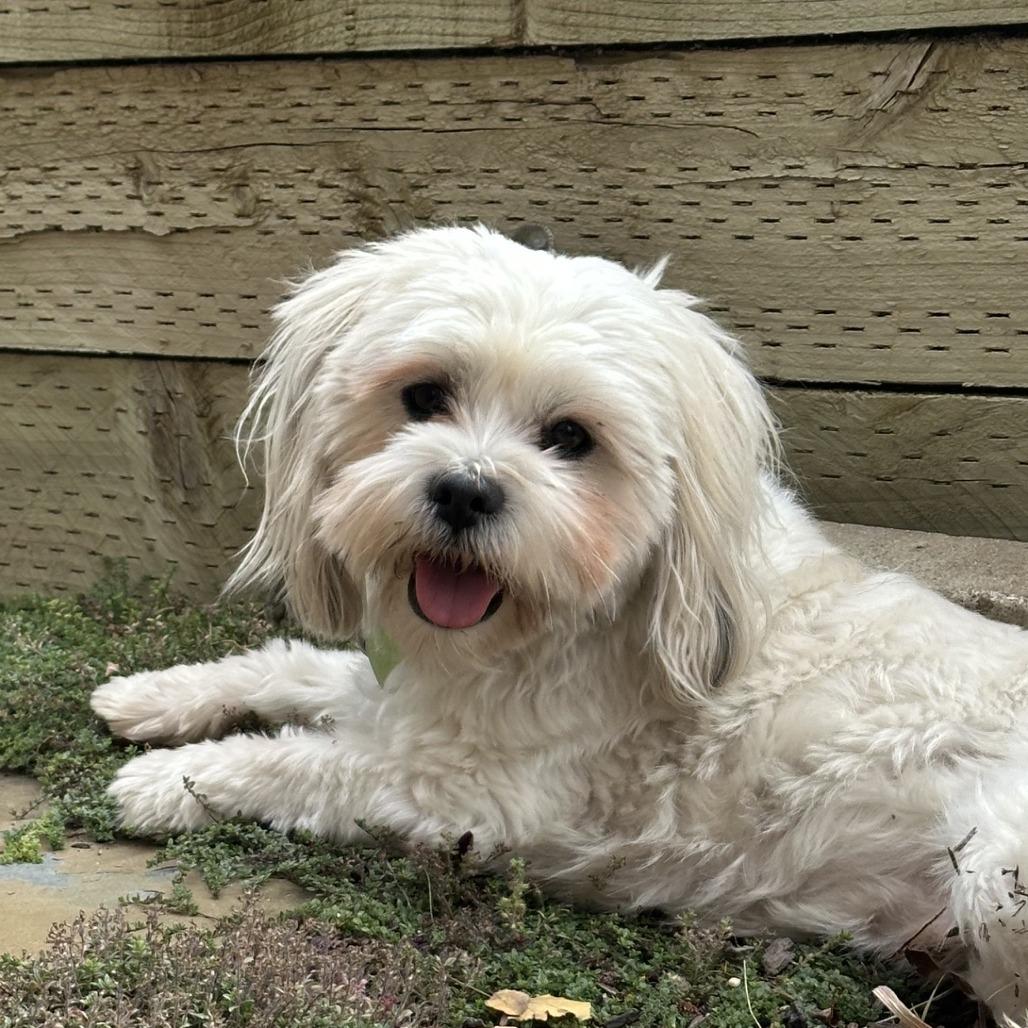 Enlarge Yogi, a Adoptable Mixed Breed in Hailey, ID image 3/6