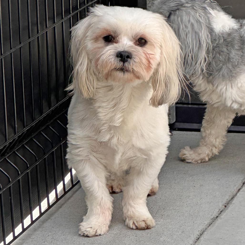 Enlarge Yogi, a Adoptable Mixed Breed in Hailey, ID image 4/6