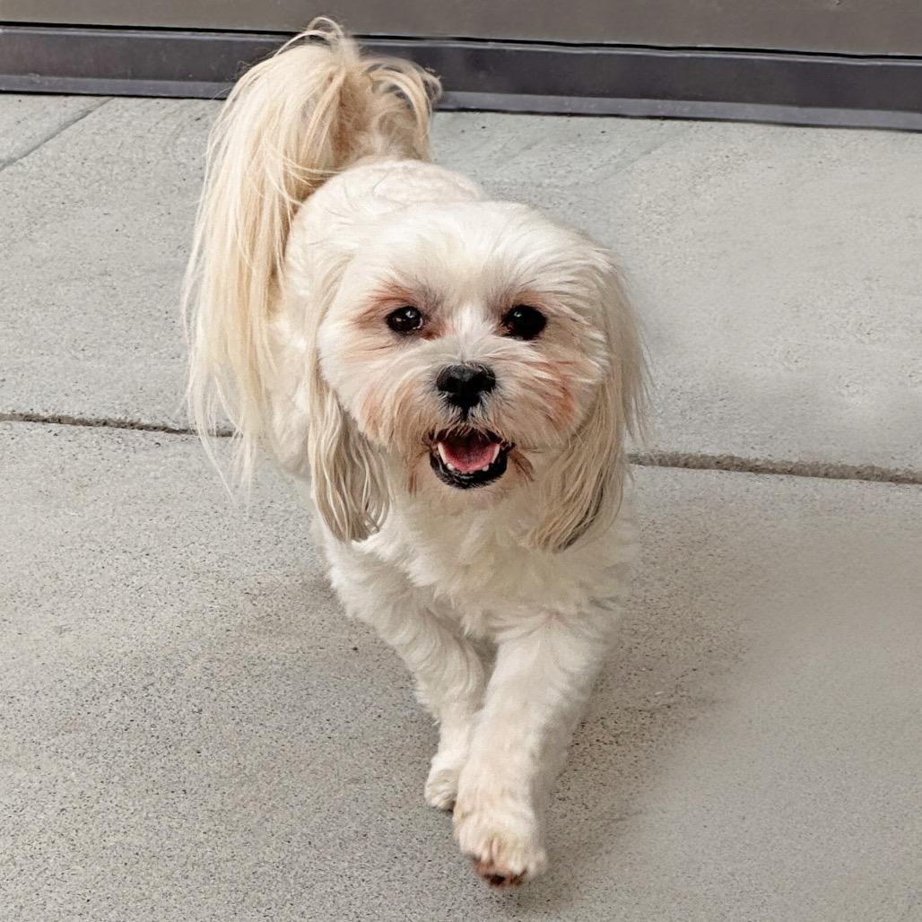 Enlarge Yogi, a Adoptable Mixed Breed in Hailey, ID image 5/6