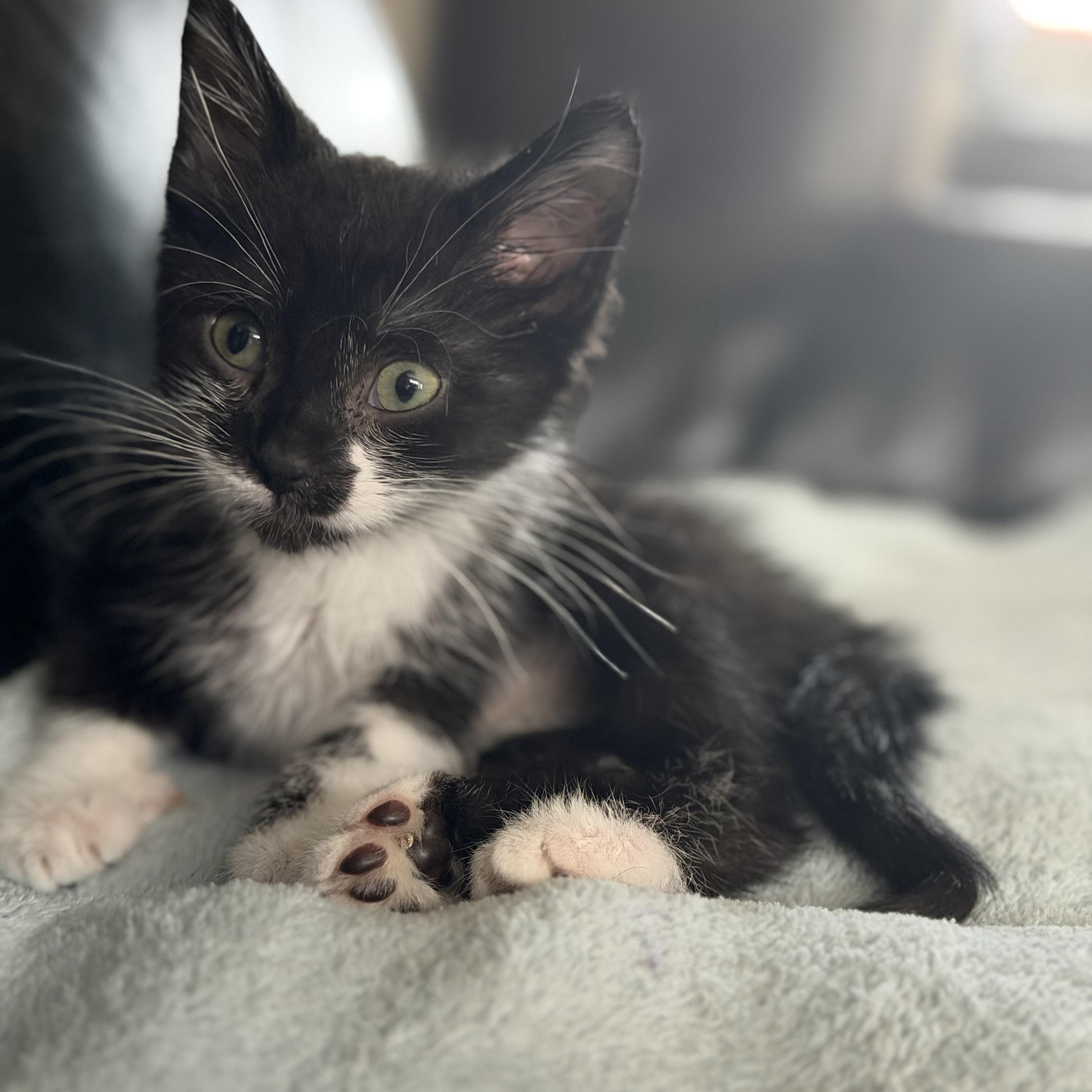 Enlarge Panda, a Adopted Domestic Short Hair in Halethorpe, MD image 2/2