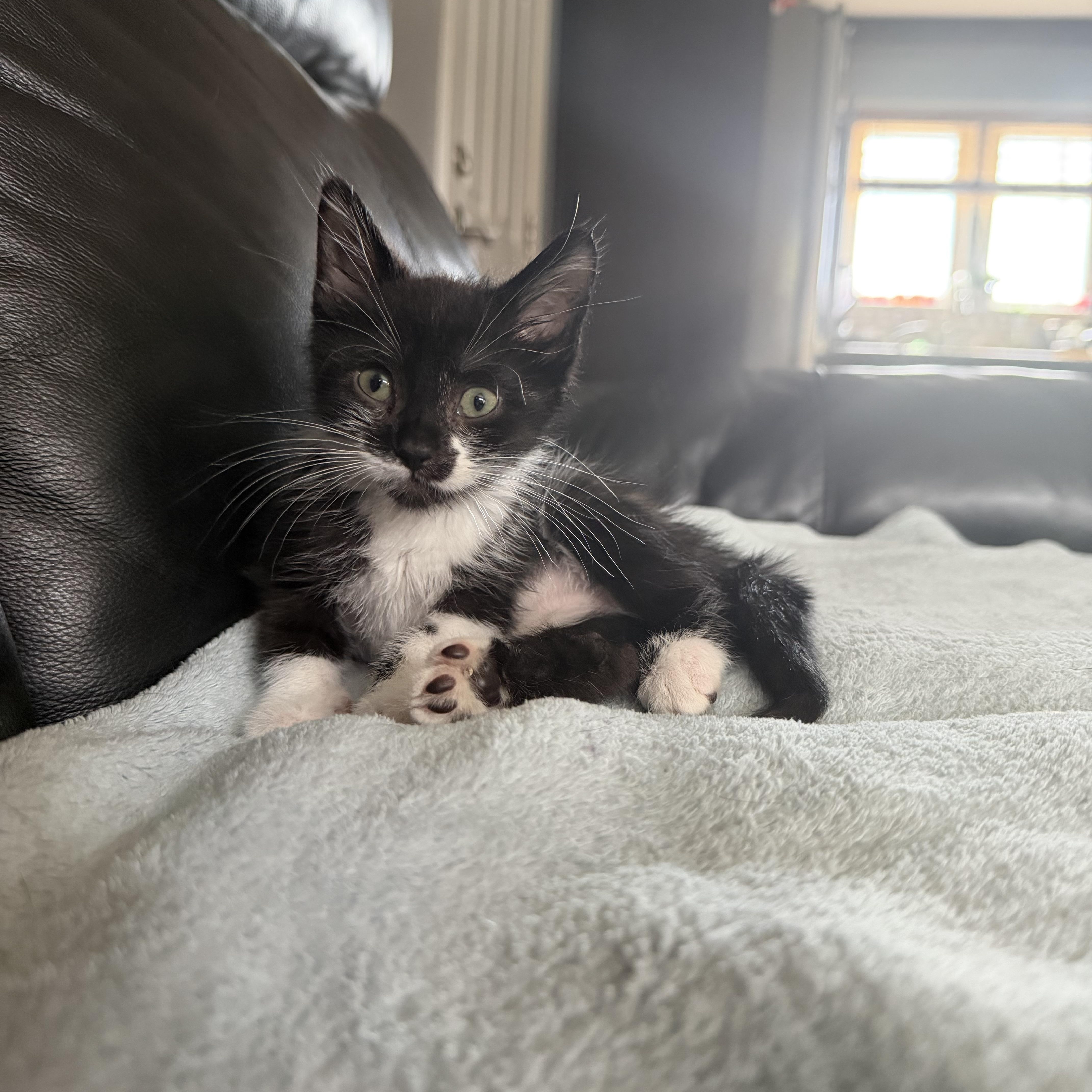 Panda, Adoptable, Kitten Male Domestic Short Hair.