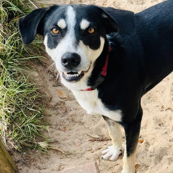 Mickey, Adoptable, Adult Male Mixed Breed.