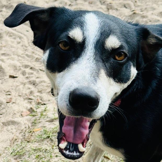 Enlarge Mickey, a Adoptable Mixed Breed in Williston, FL image 3/6