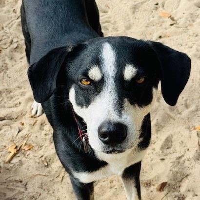 Enlarge Mickey, a Adoptable Mixed Breed in Williston, FL image 6/6
