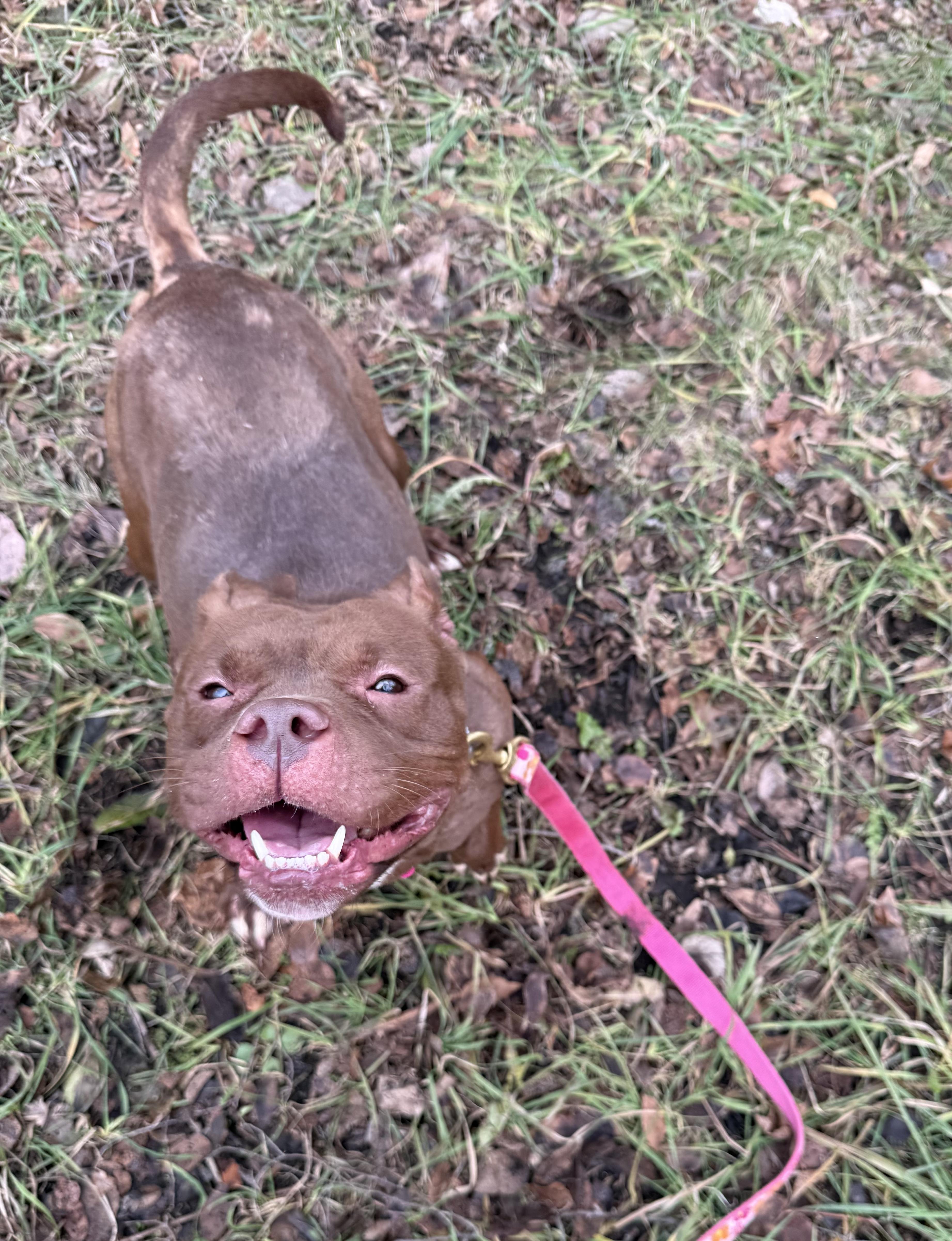 Enlarge Cocoa, a ADOPTABLE Mixed Breed in Valparaiso, IN image 3/4