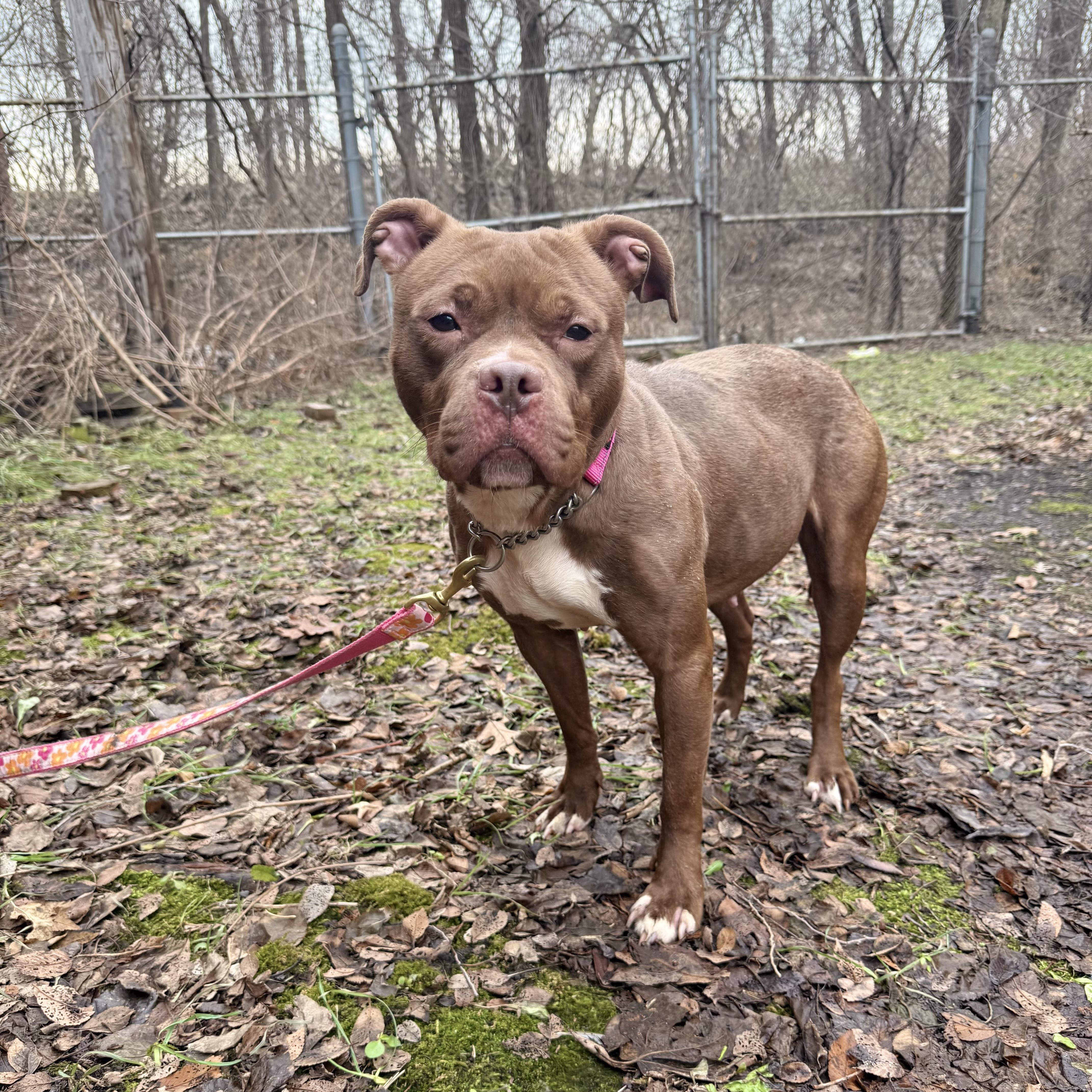 Cocoa, ADOPTABLE, Adult Female Mixed Breed.