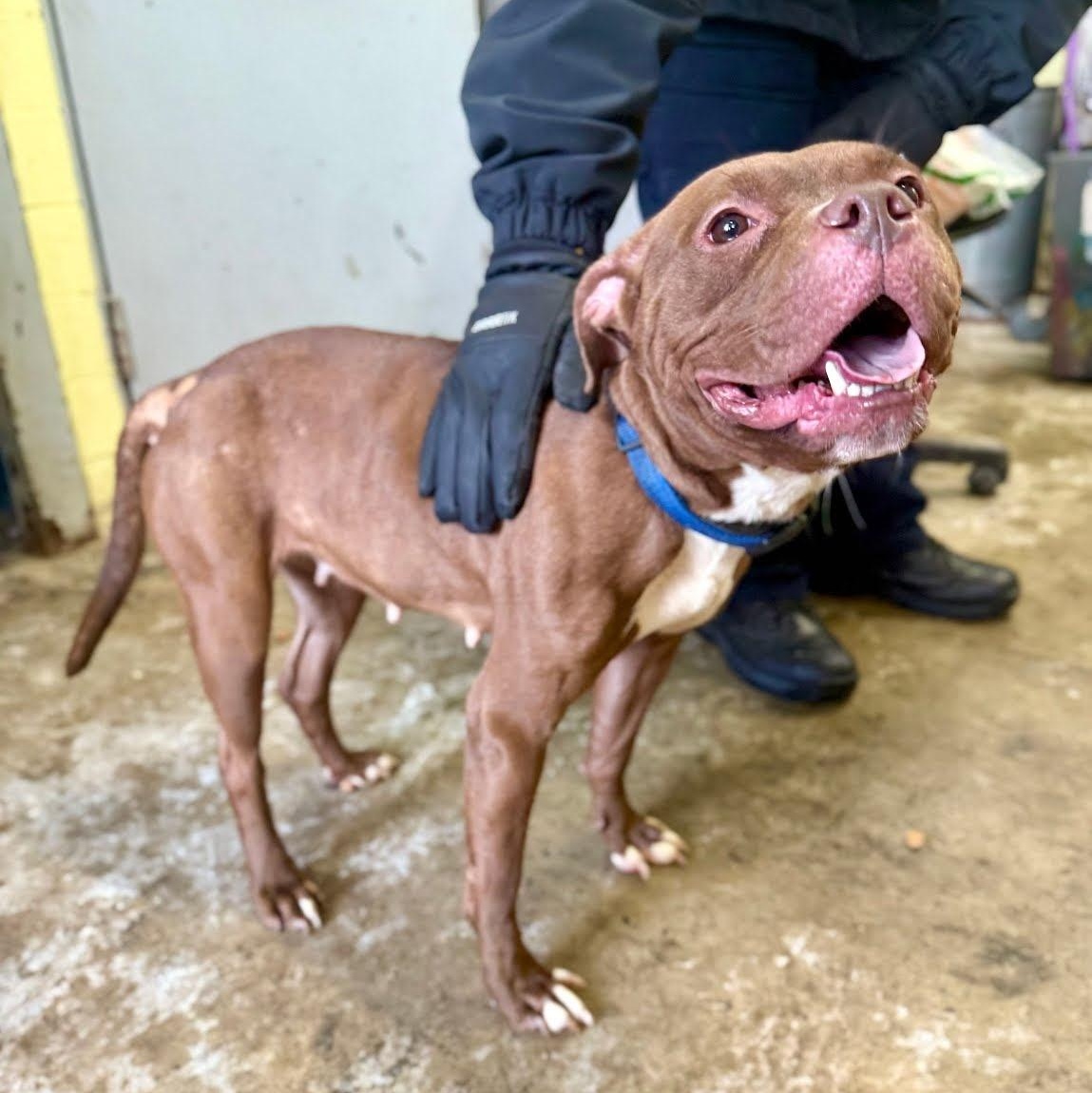 Enlarge Cocoa, a ADOPTABLE Mixed Breed in Valparaiso, IN image 2/4