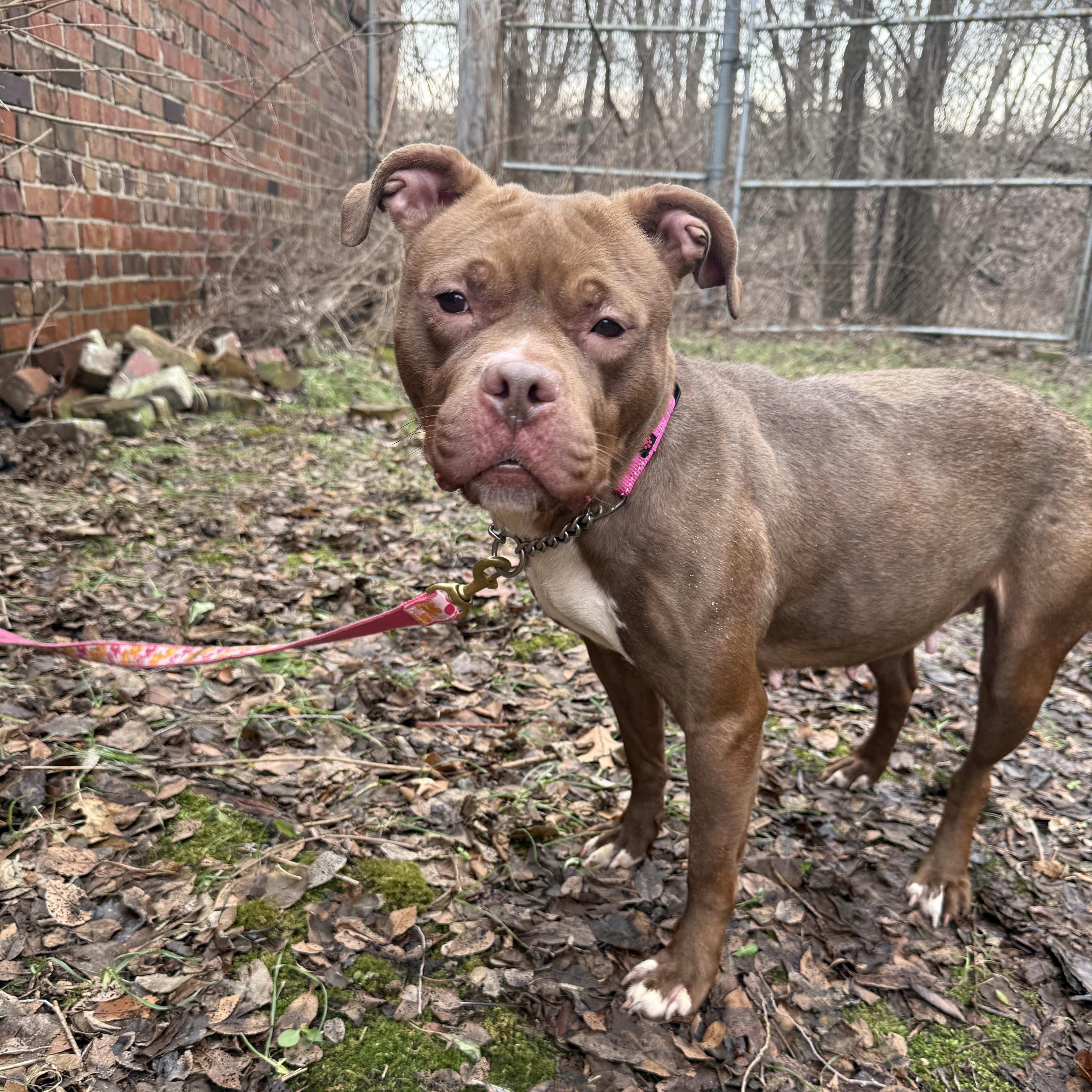 Enlarge Cocoa, a ADOPTABLE Mixed Breed in Valparaiso, IN image 4/4