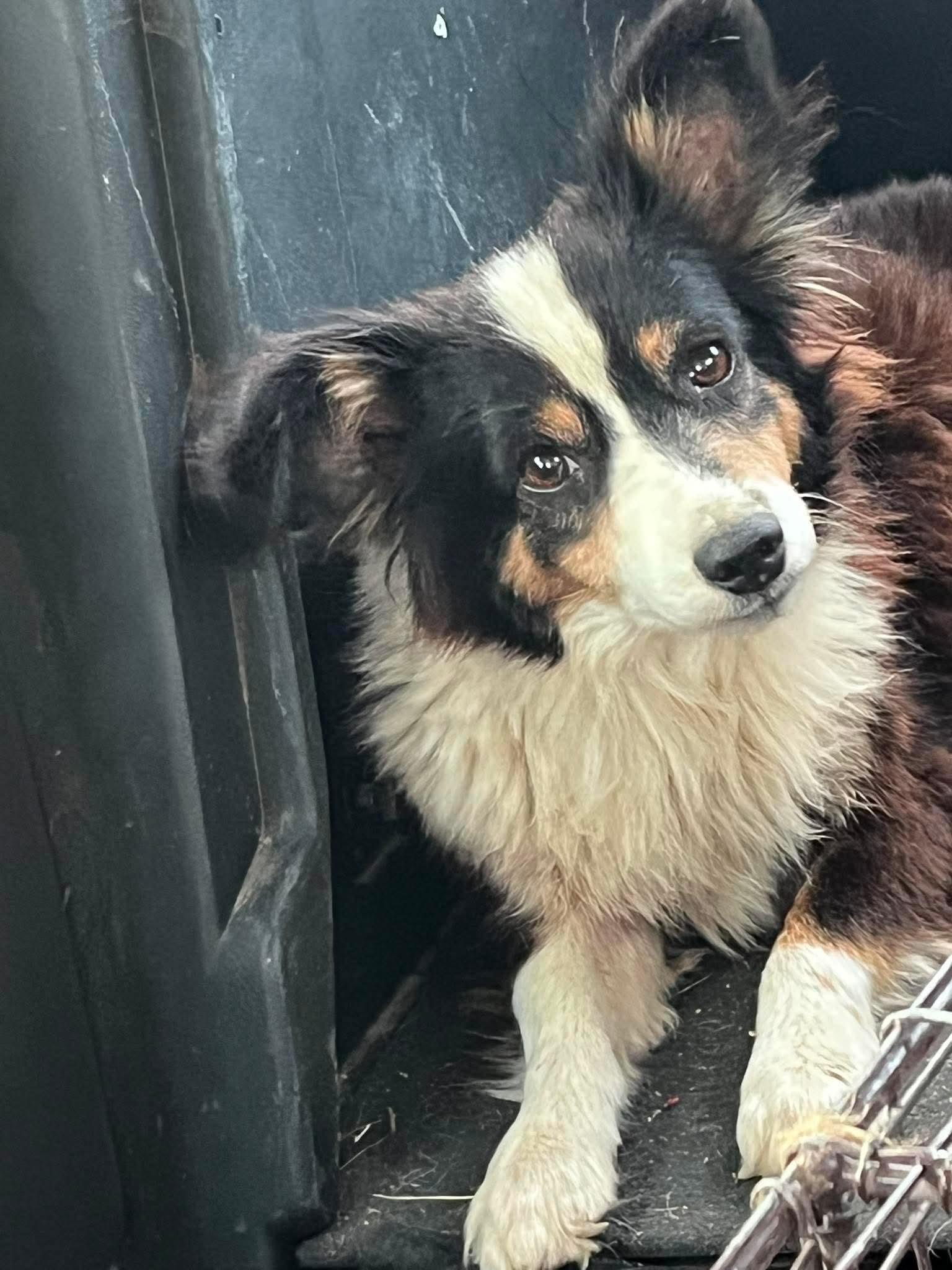 Gigi, ADOPTABLE, Young Female Australian Shepherd.