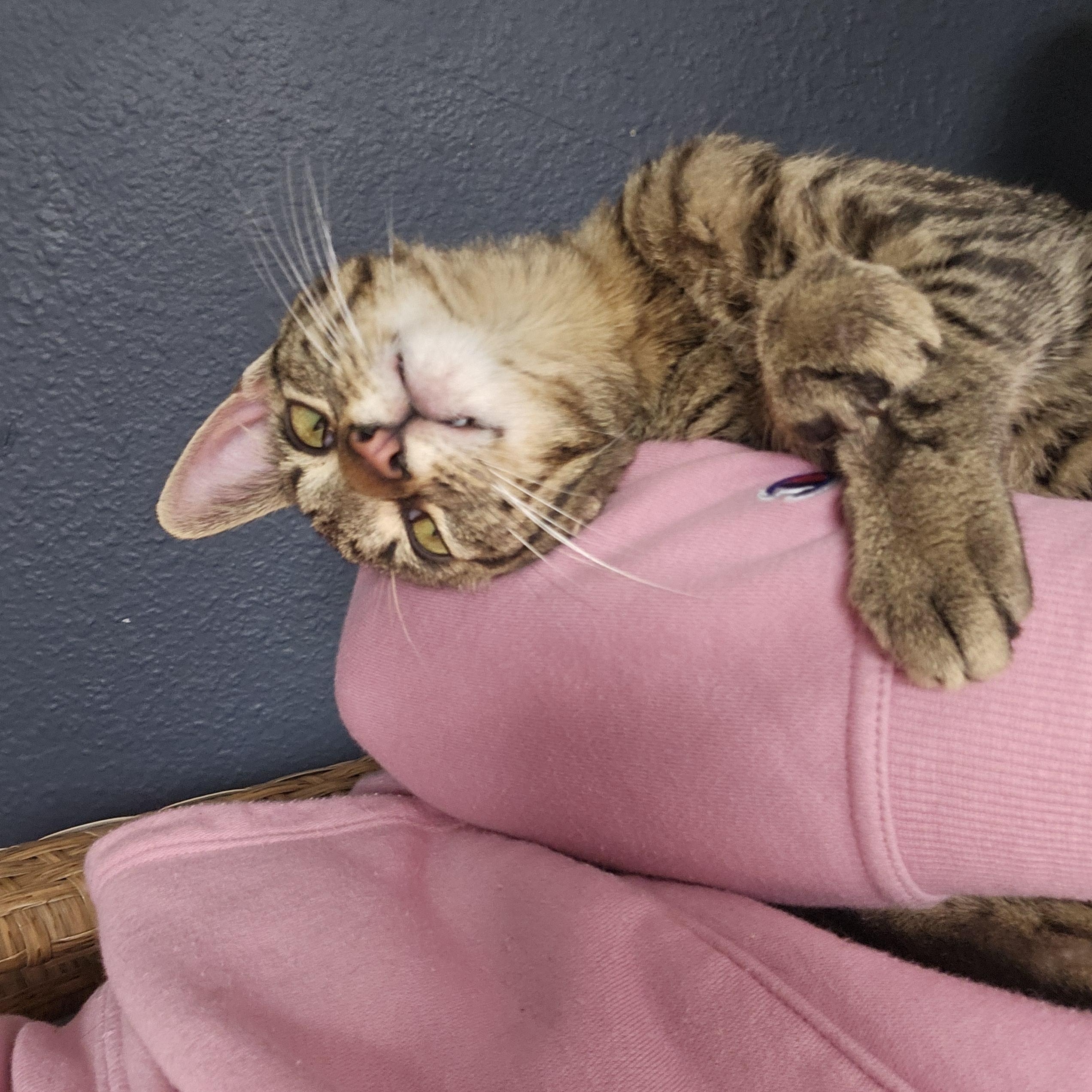 Enlarge Biggie Smalls, a ADOPTABLE Domestic Short Hair in Waverly, IA image 6/6