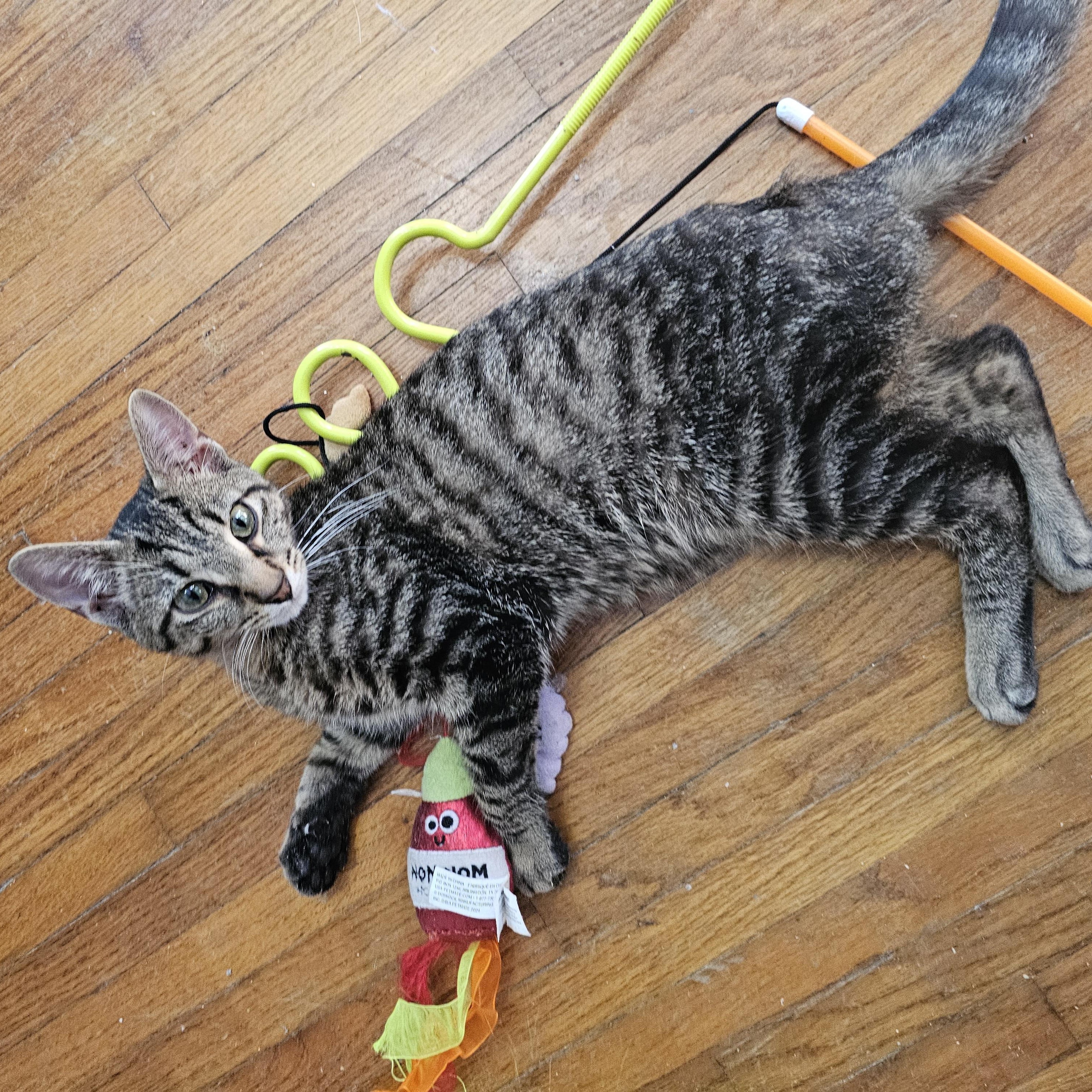 Enlarge Biggie Smalls, a ADOPTABLE Domestic Short Hair in Waverly, IA image 2/6