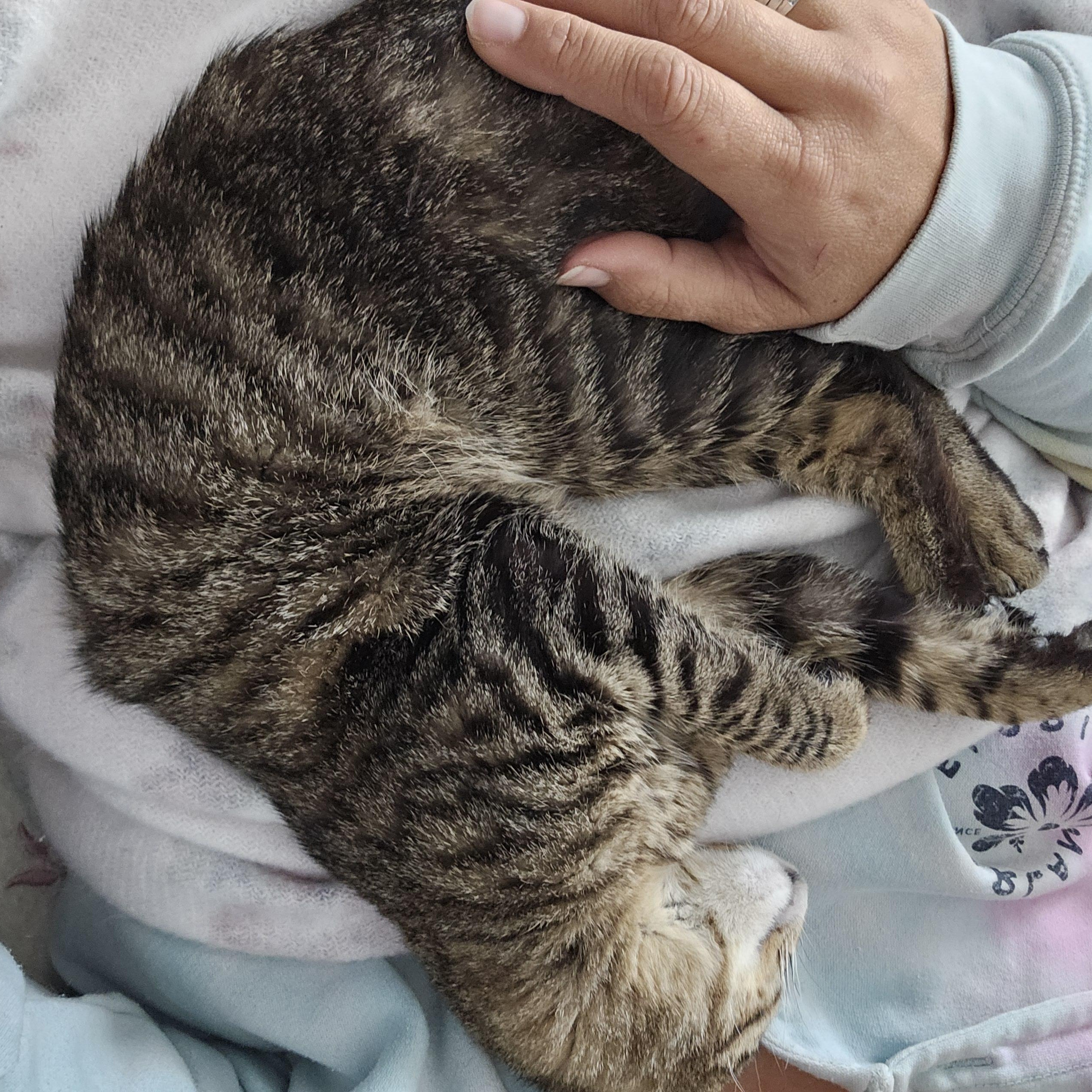 Enlarge Biggie Smalls, a ADOPTABLE Domestic Short Hair in Waverly, IA image 5/6