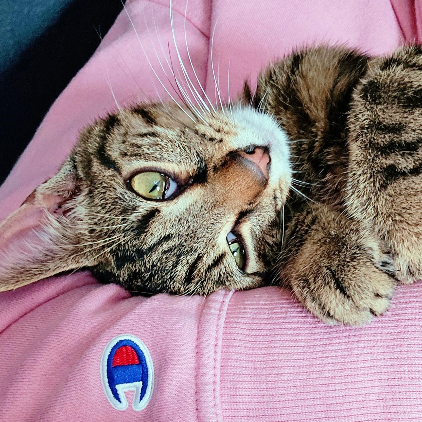 Biggie Smalls, ADOPTABLE, Young Male Domestic Short Hair.