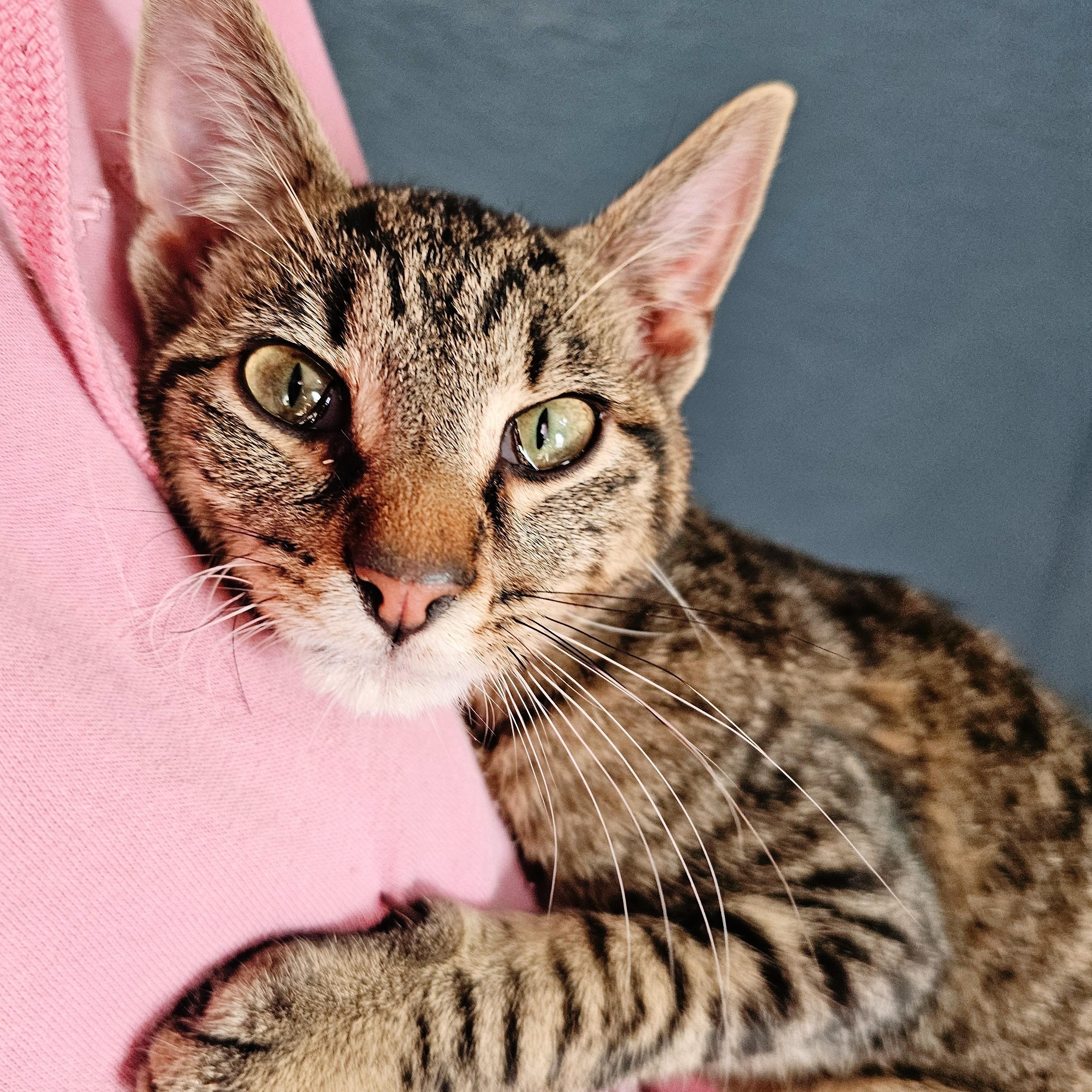 Enlarge Biggie Smalls, a ADOPTABLE Domestic Short Hair in Waverly, IA image 3/6