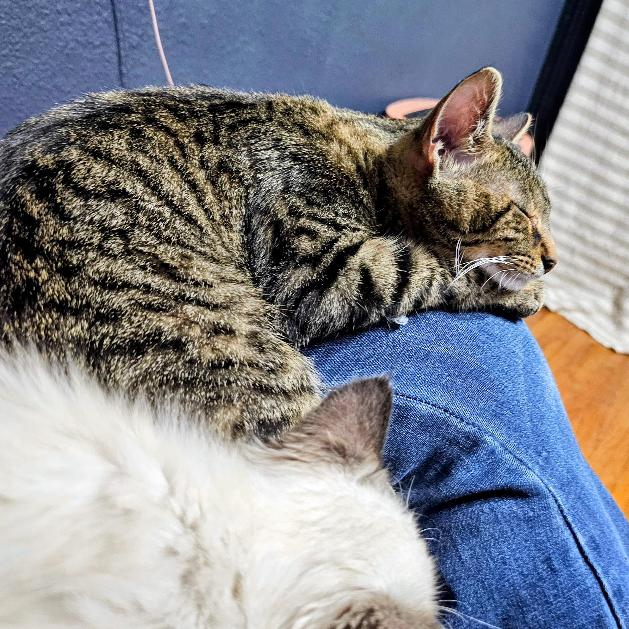 Enlarge Biggie Smalls, a ADOPTABLE Domestic Short Hair in Waverly, IA image 4/6