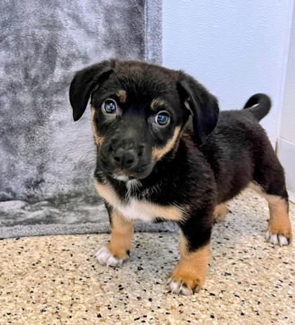 Enlarge Kizzy, a ADOPTABLE mixed breed in Buffalo, MN image 1/1
