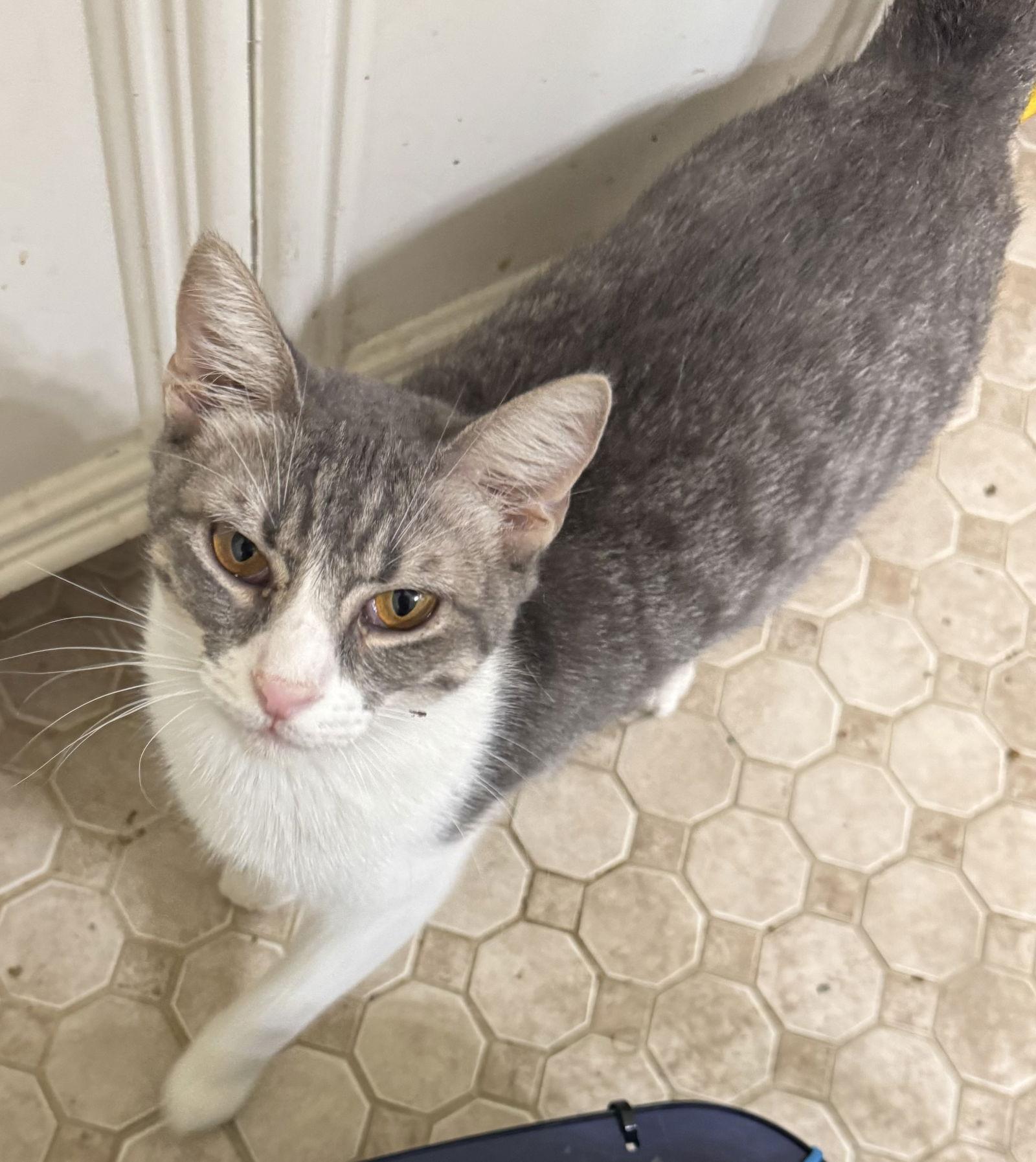 Andy, a Adoptable Domestic Short Hair in MONTGOMERY, TX image 1/2