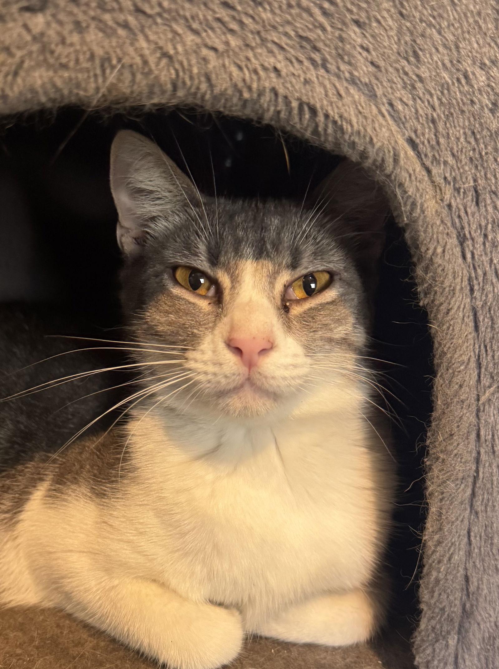 Andy, Adoptable, Kitten Male Domestic Short Hair.