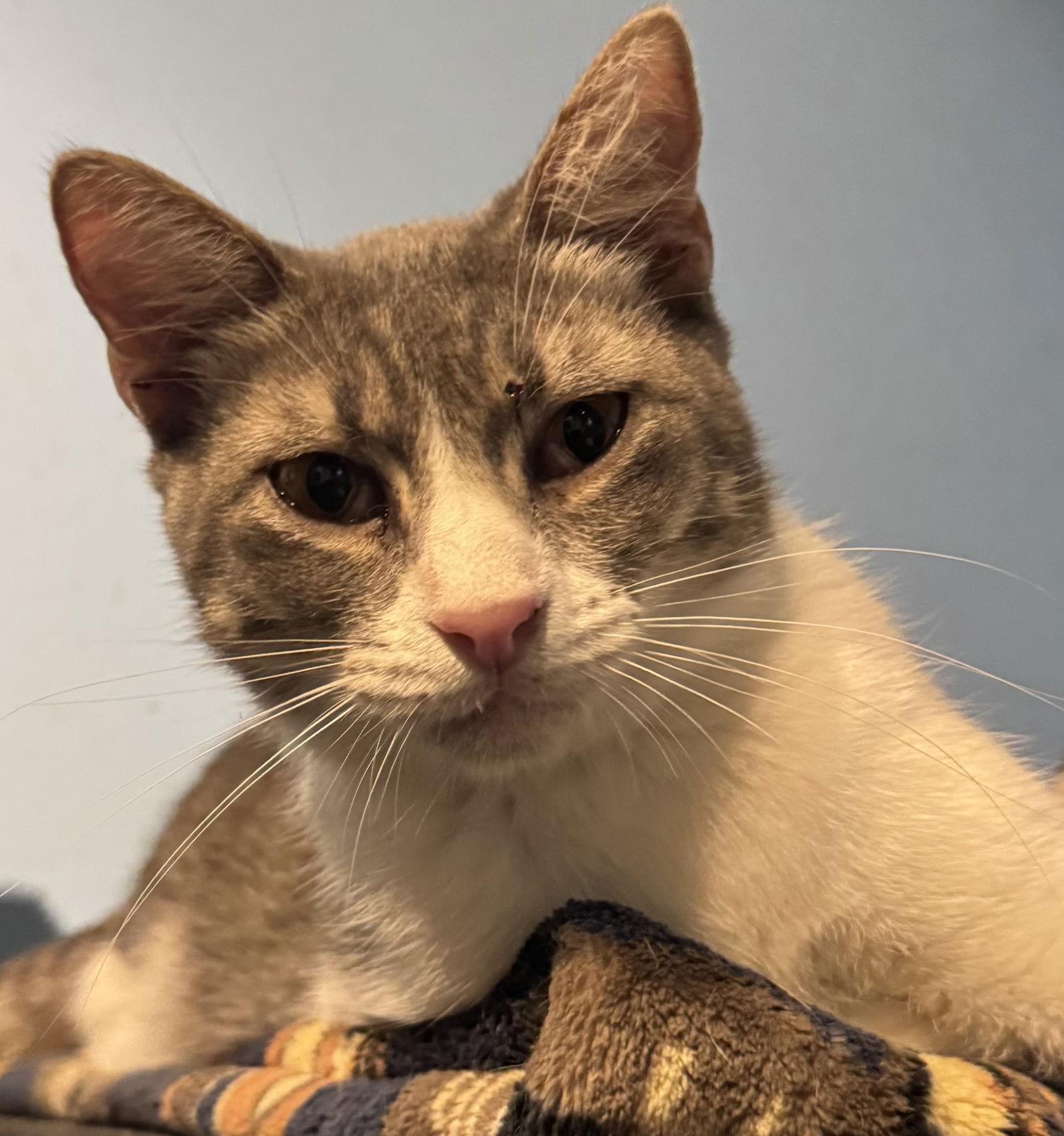 Andy, a Adoptable Domestic Short Hair in MONTGOMERY, TX image 1/3