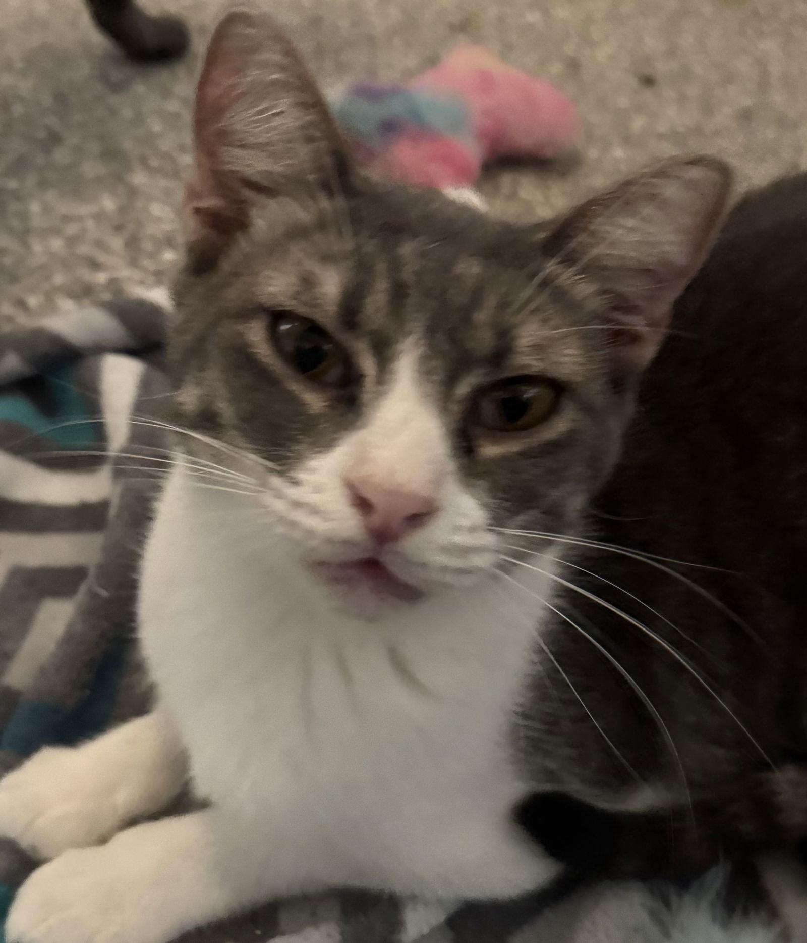 Andy, a Adoptable Domestic Short Hair in MONTGOMERY, TX image 2/3