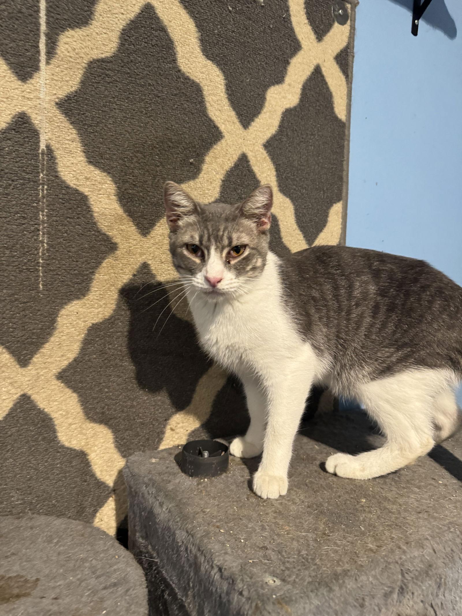 Andy, a Adoptable Domestic Short Hair in MONTGOMERY, TX image 2/2