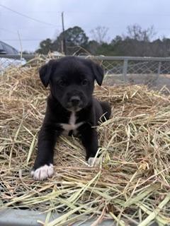Socks, ADOPTABLE, Puppy Female Hound.