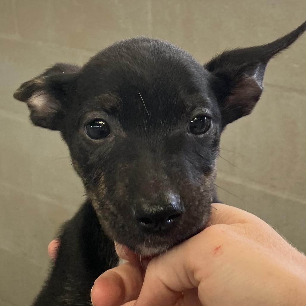 Katniss, Adoptable, Young Female Mixed Breed.