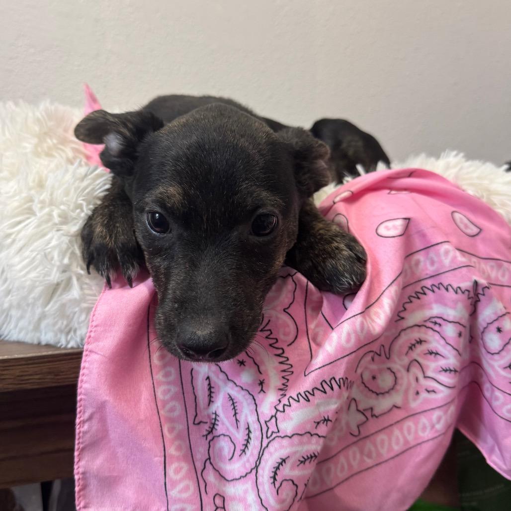 Katniss, a Adoptable Mixed Breed in Ferndale, WA image 2/2