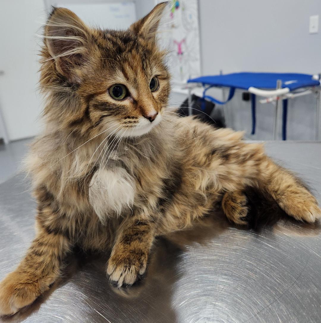 Juliet, adopted, Young Female Domestic Long Hair.