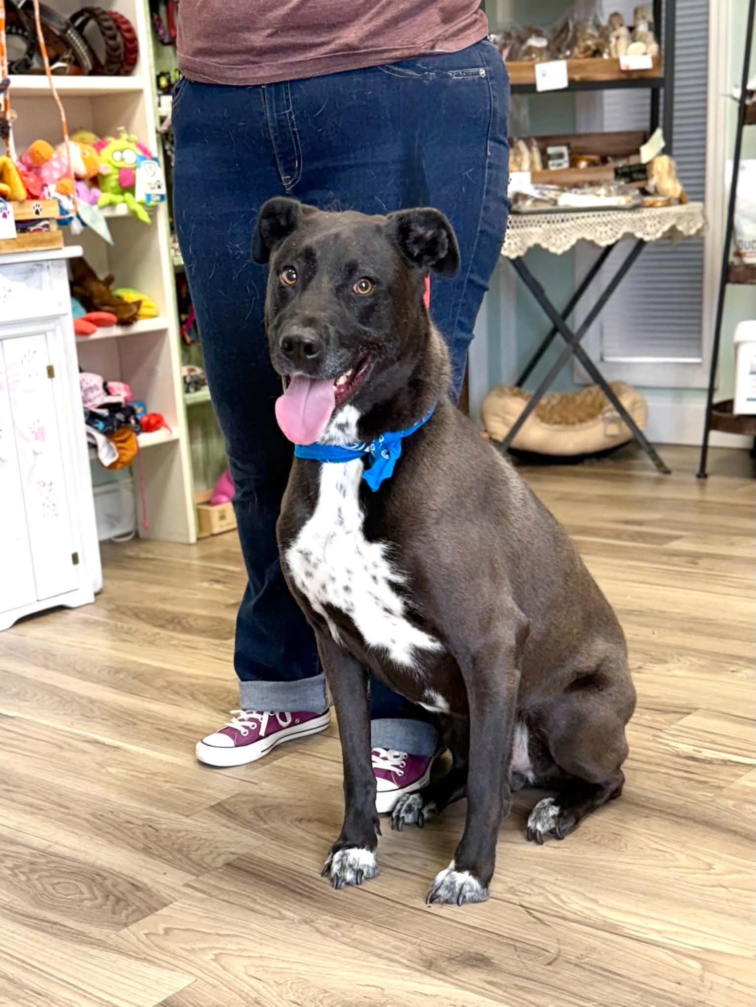 Maddux, a ADOPTABLE mixed breed in Maryville, TN image 3/5
