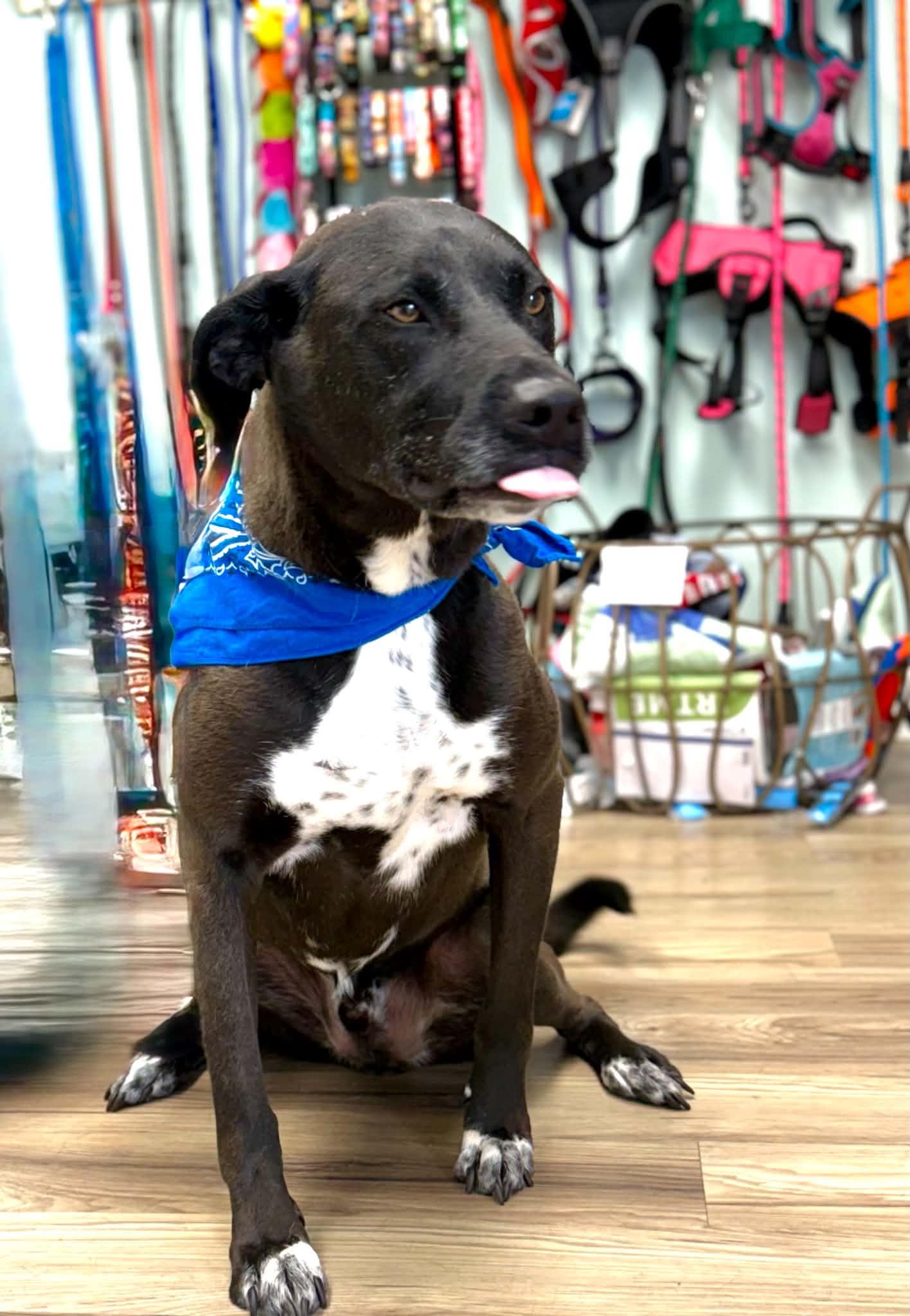 Maddux, a ADOPTABLE mixed breed in Maryville, TN image 2/5