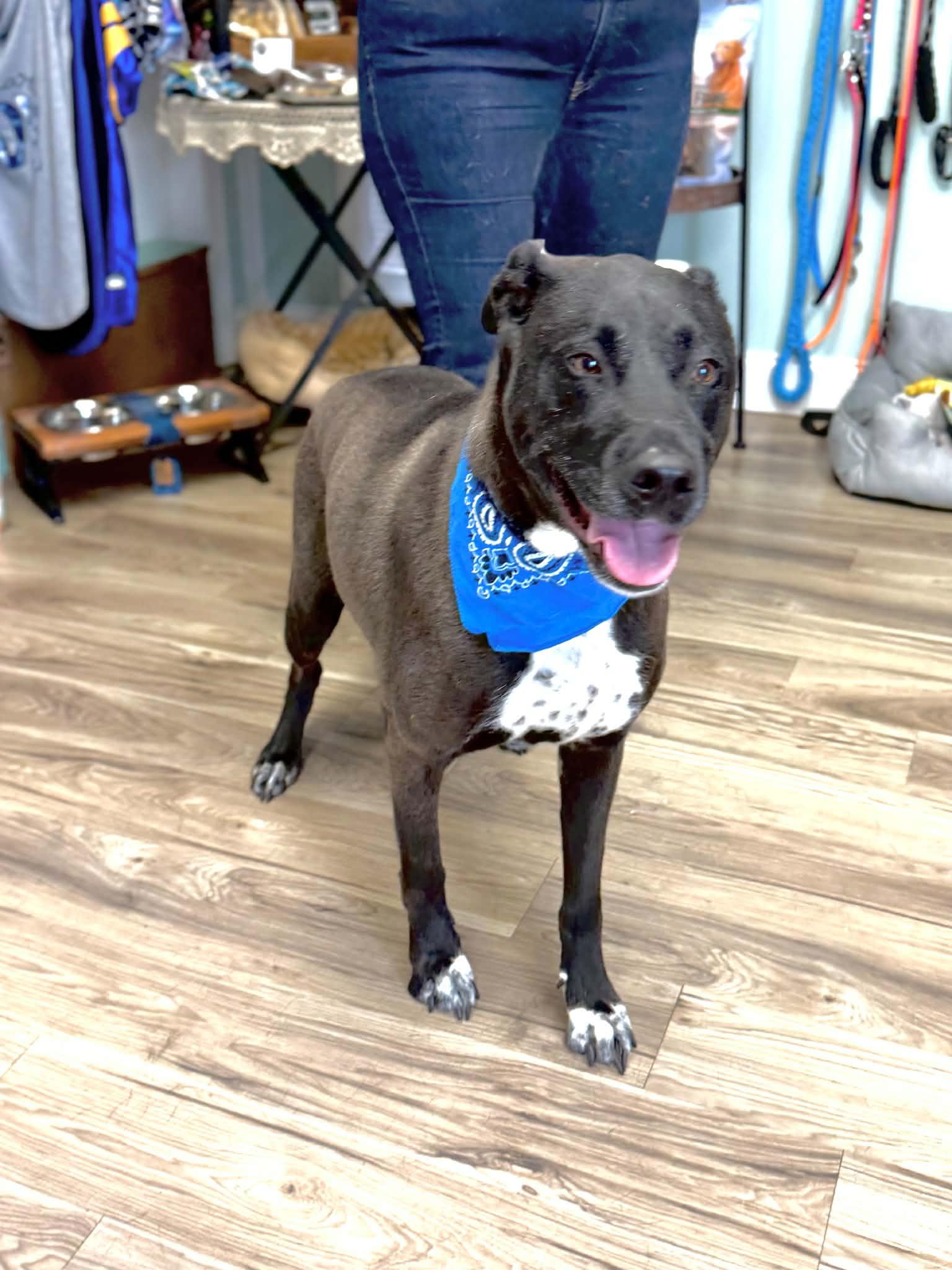 Maddux, ADOPTABLE, Adult Male Black Labrador Retriever.
