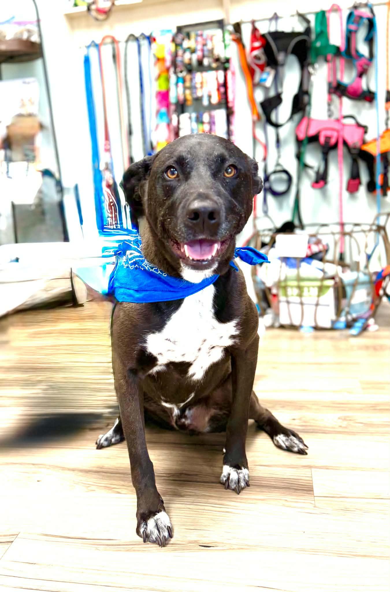 Maddux, a ADOPTABLE mixed breed in Maryville, TN image 4/5