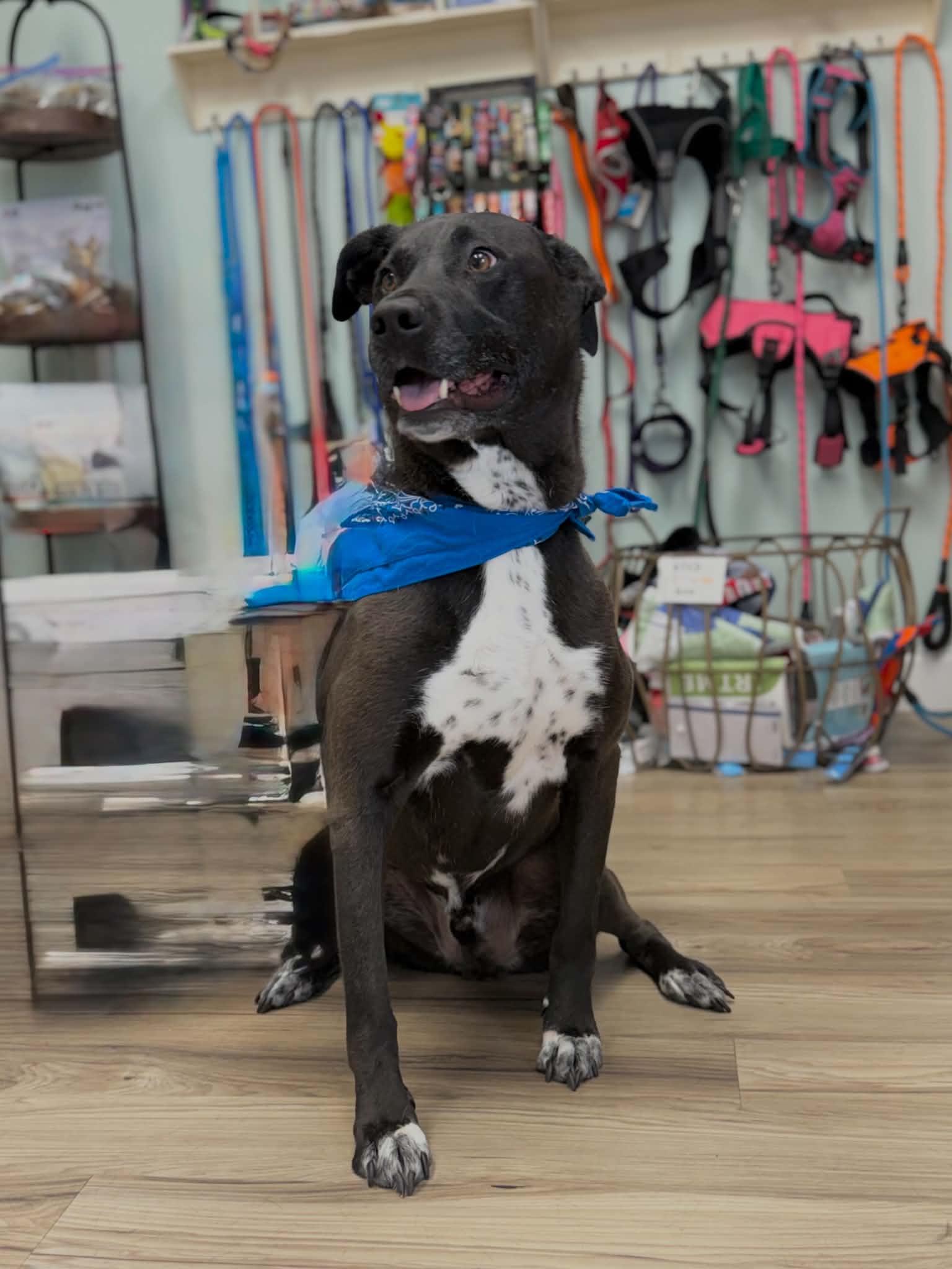 Maddux, a ADOPTABLE mixed breed in Maryville, TN image 1/5