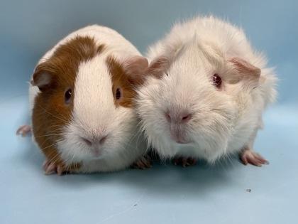 Minnie, Adoptable, Adult Female Guinea Pig.