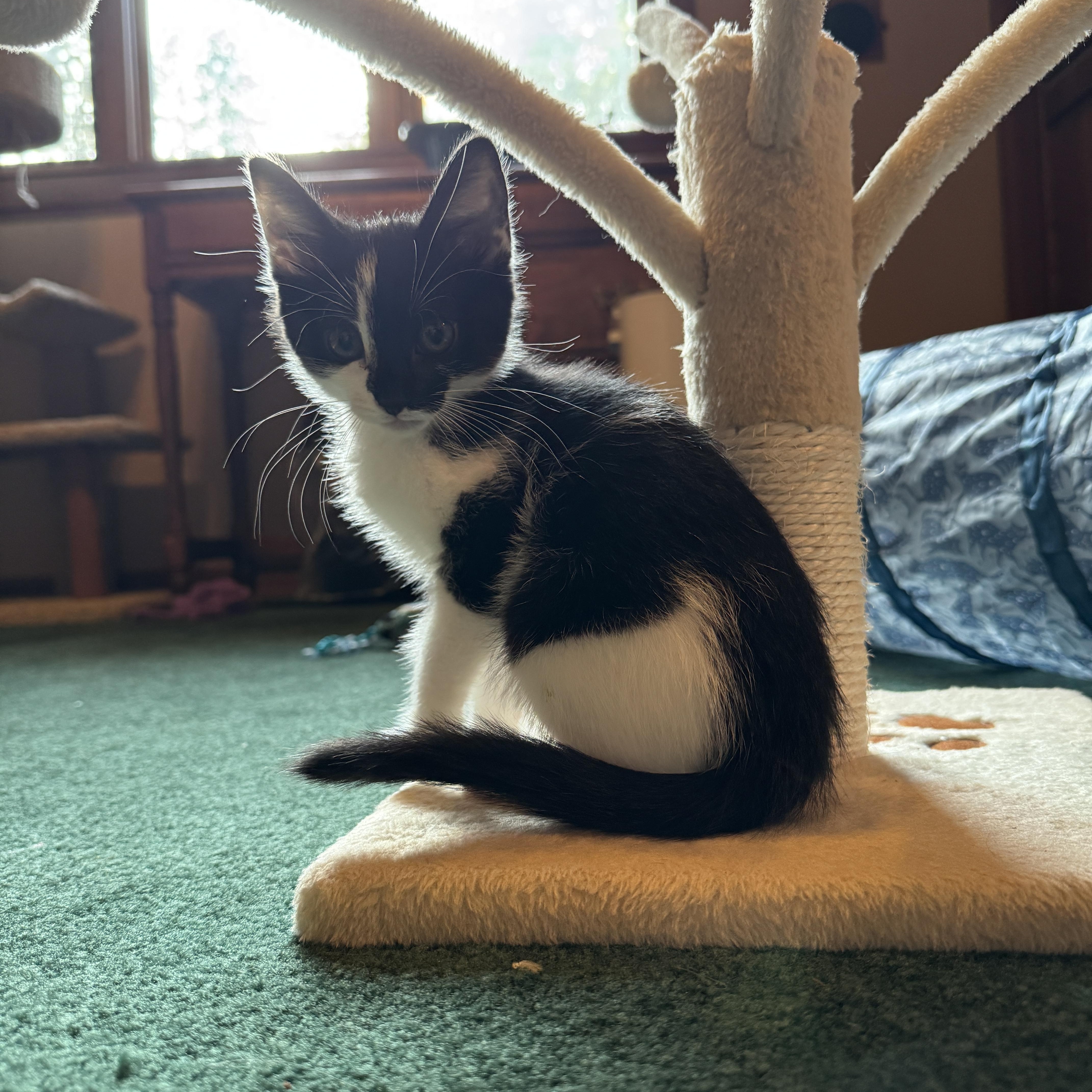 Lola, Adoptable, Kitten Female Tuxedo.