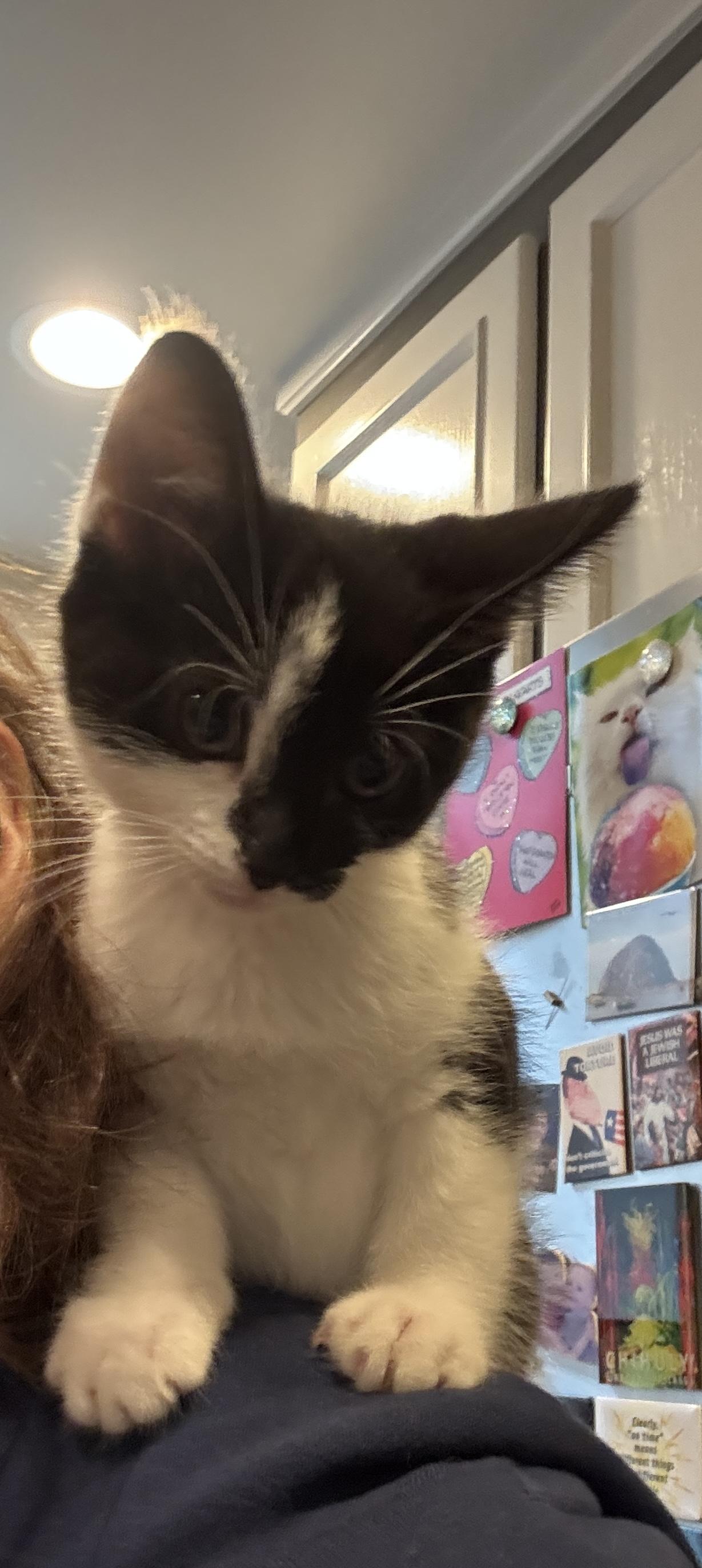 Enlarge Lola, a Adoptable Tuxedo in Woodinville, WA image 4/4