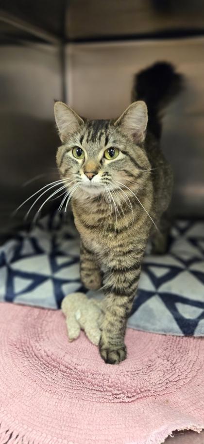 Bessie, Adoptable, Adult Female Domestic Medium Hair & Domestic Short Hair.