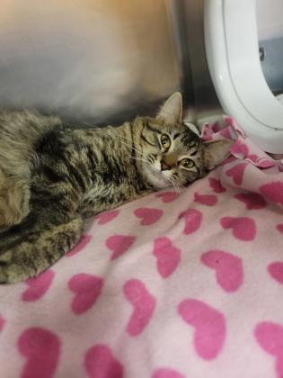 Enlarge Bessie, a Adoptable mixed breed in Fergus Falls, MN image 2/2