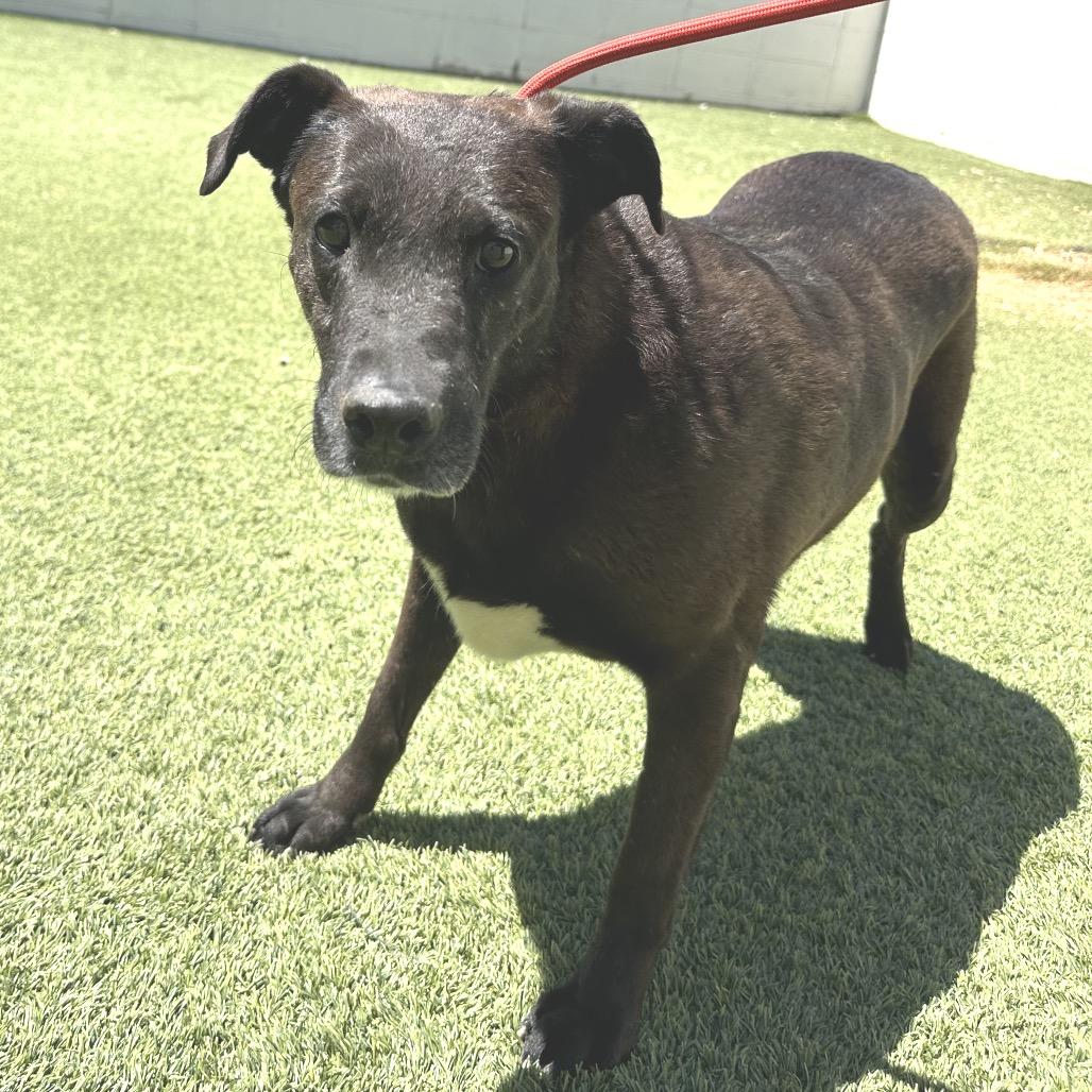 Vanna 5264, Adoptable, Senior Female Labrador Retriever & None.