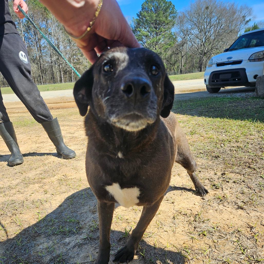 Enlarge Vanna 5264, a Adoptable Labrador Retriever in LOXAHATCHEE, FL image 2/6