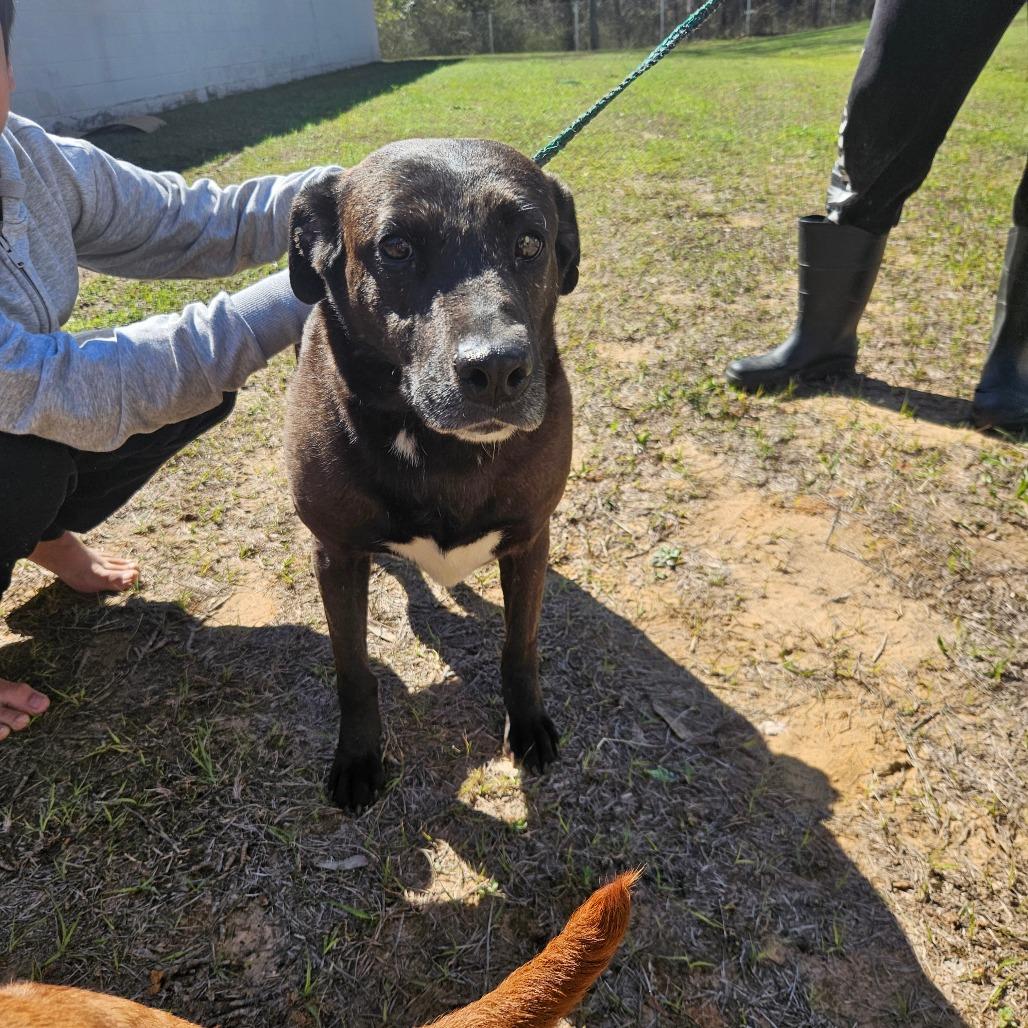 Enlarge Vanna 5264, a Adoptable Labrador Retriever in LOXAHATCHEE, FL image 3/6