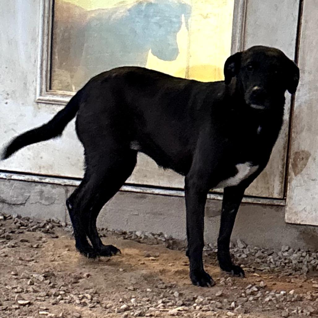 Enlarge Vanna 5264, a Adoptable Labrador Retriever in LOXAHATCHEE, FL image 4/6