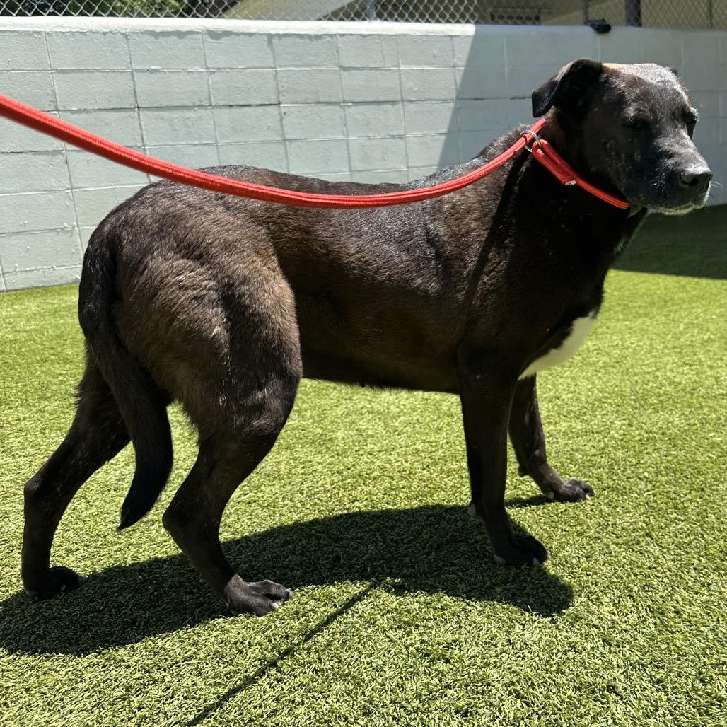 Enlarge Vanna 5264, a Adoptable Labrador Retriever in LOXAHATCHEE, FL image 5/6