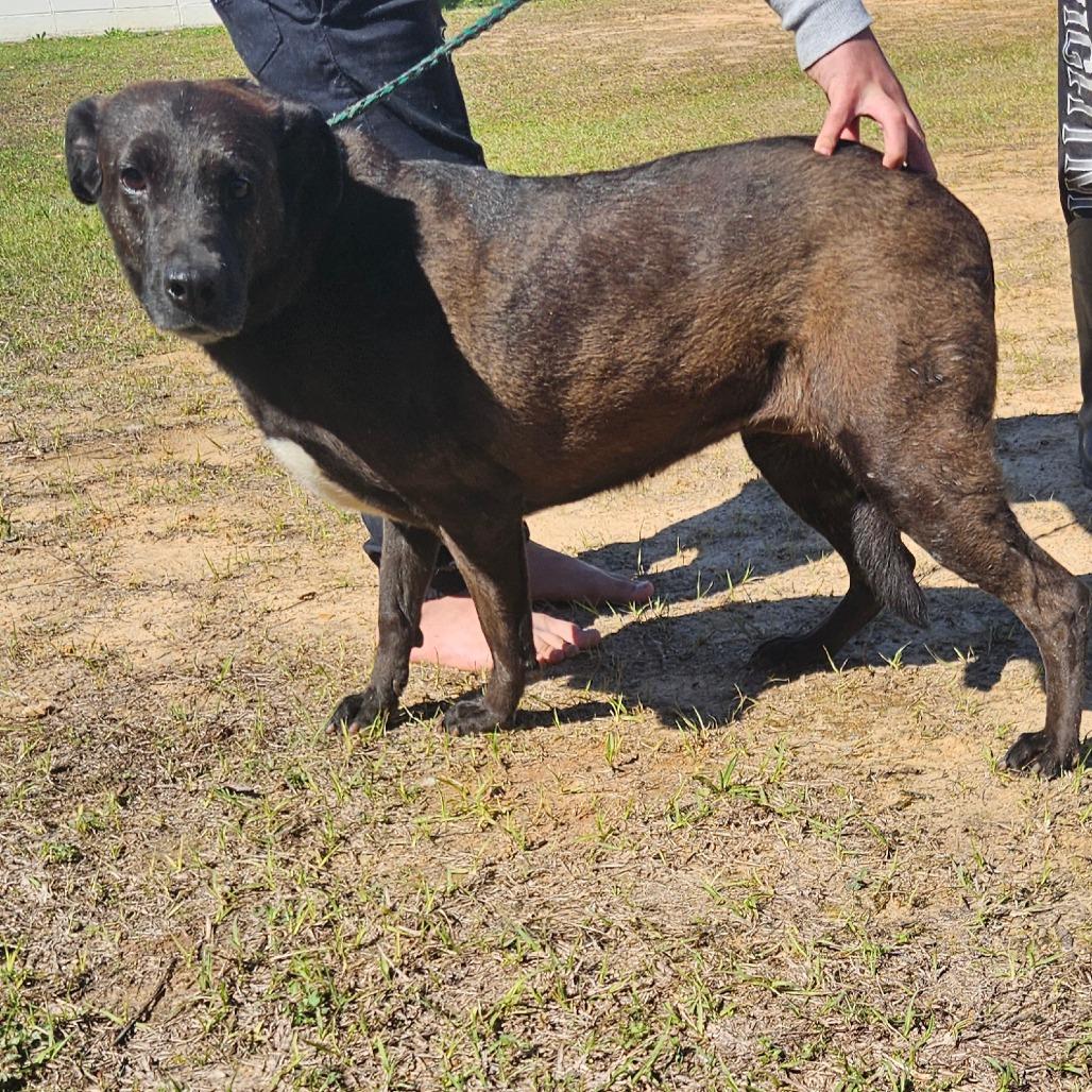 Enlarge Vanna 5264, a Adoptable Labrador Retriever in LOXAHATCHEE, FL image 6/6