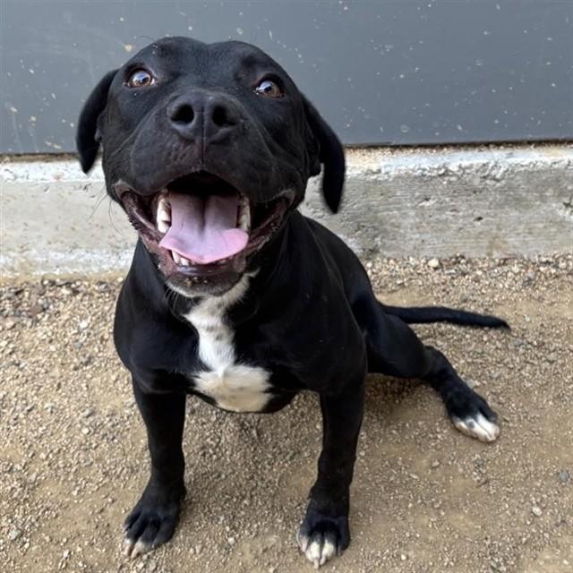 TOBIN - IN FOSTER, Adoptable, Young Male Pit Bull Terrier & Mixed Breed.